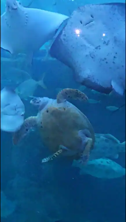 아쿠아플라넷 여수 공연