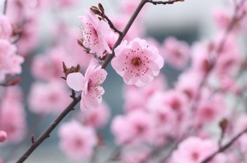 광양 매화축제