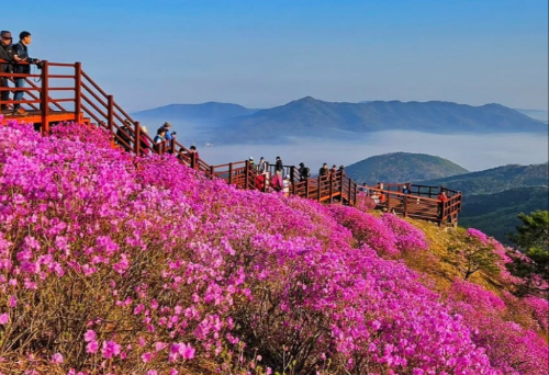 전국 진달래 명소 BEST 5, 영취산&middot;비슬산&middot;천주산&middot;북한산&middot;대둔산 개화시기&middot;코스