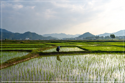 농업직불금 신청