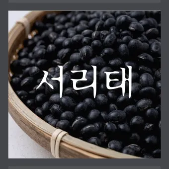 서리태 효능 콩물 만드는방법 수확시기 서리태콩 정보_8