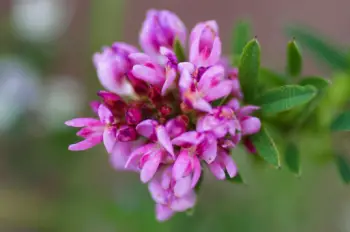 야관문 효능효과 먹는방법, 부작용