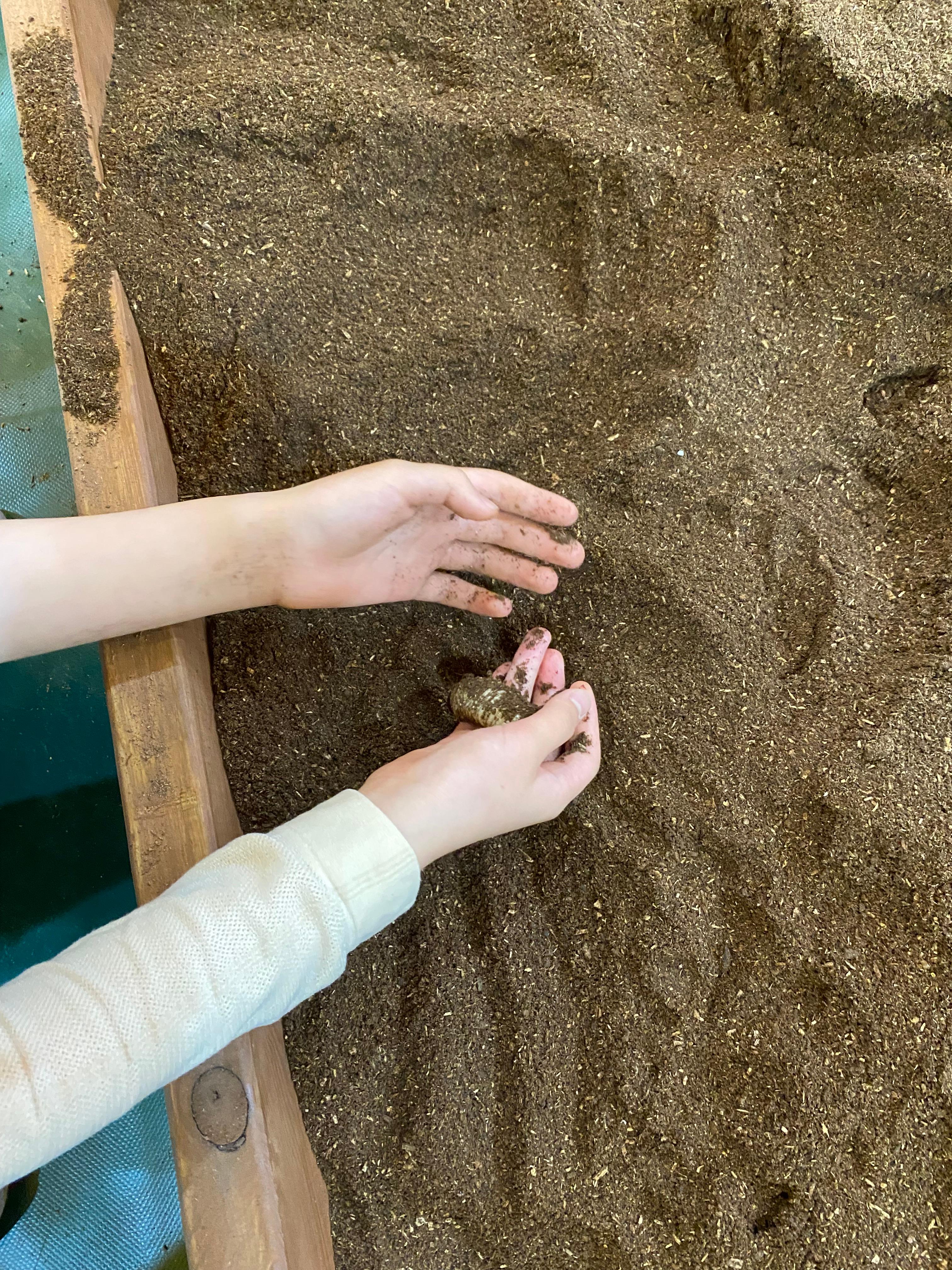 장수풍뎅이 유충찾기