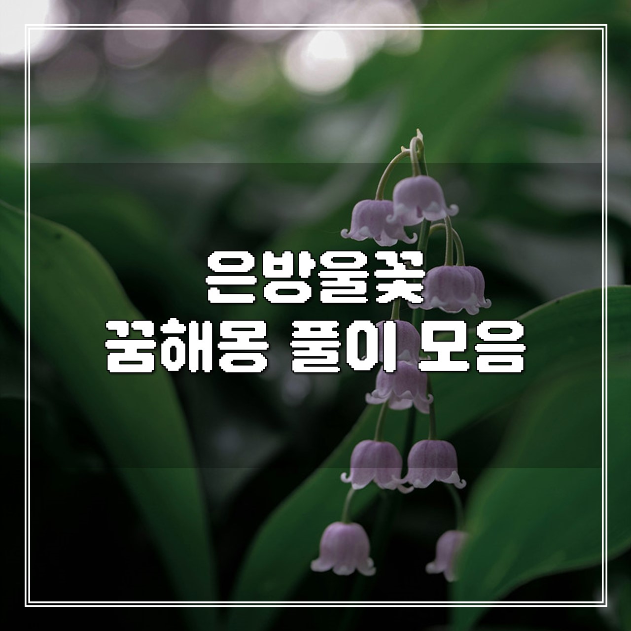 은방울꽃 꿈, 꿈해몽 풀이 모음 썸네일