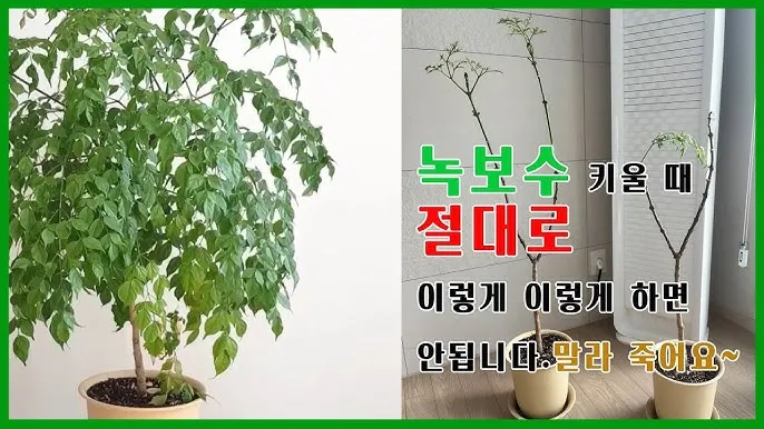 녹보수 물주기 광량관리 환기요령 비료주기 침실 거실 추천_7