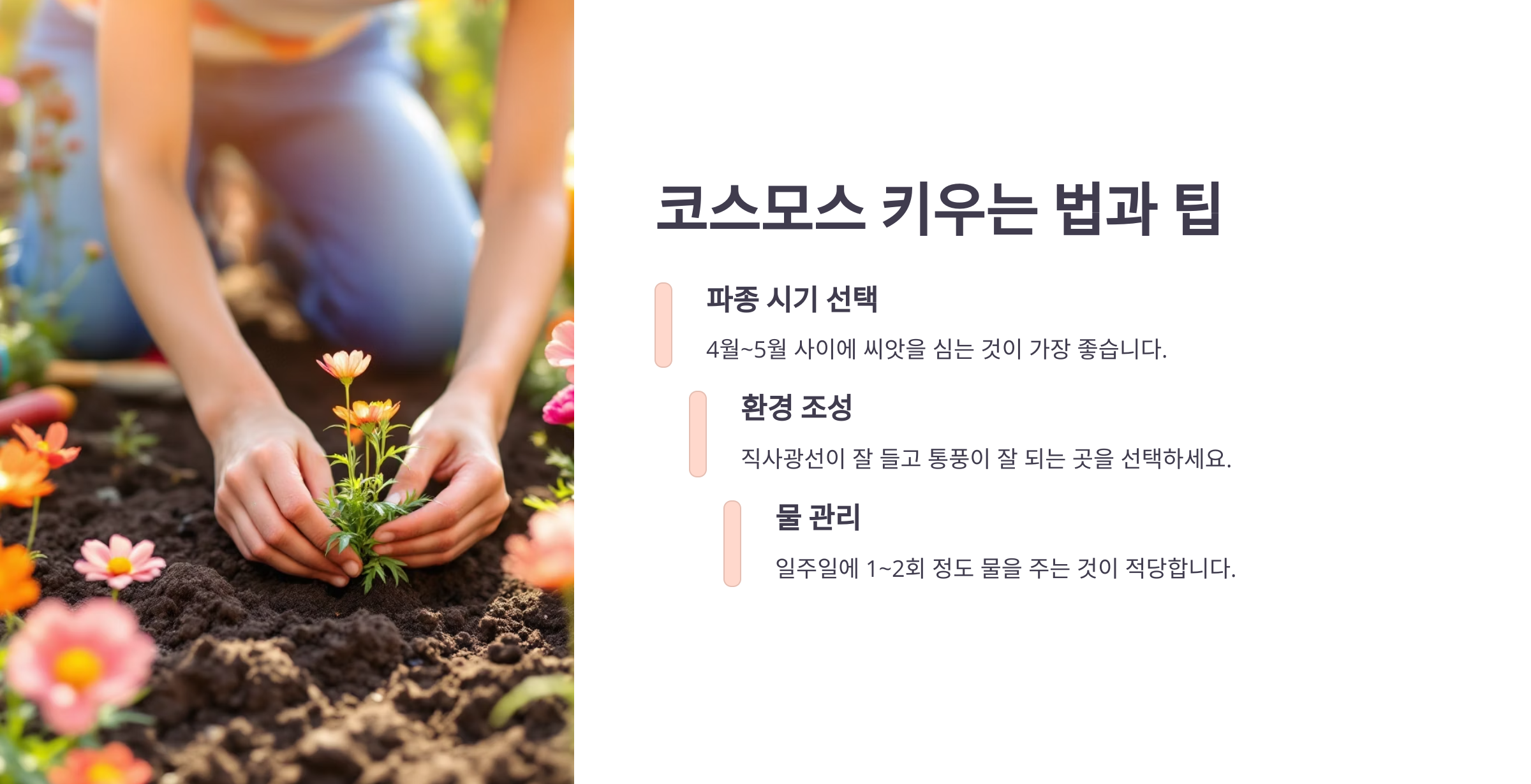 코스모스