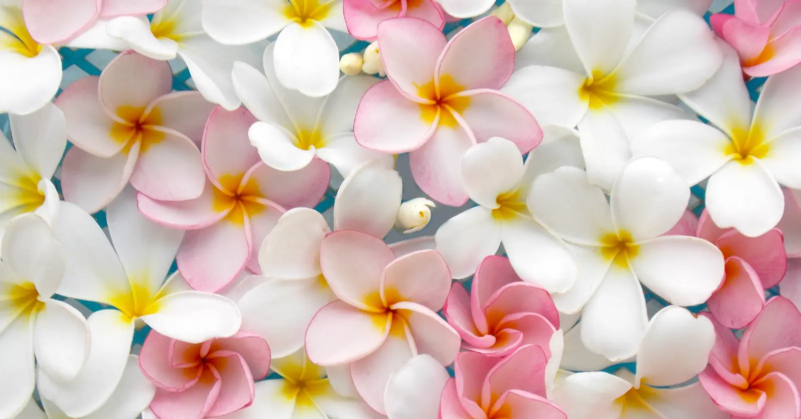 꽃이름 알려주는 어플