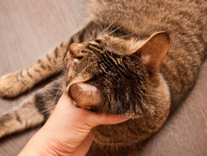 고양이의 뒤통수 부분.