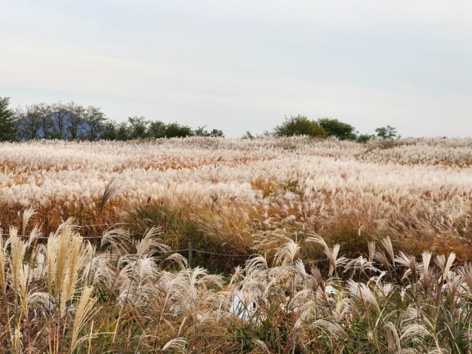 서울 단풍명소 TOP10 ❘ 2025 가을 여행 추천 스팟 총정리 관련 사진