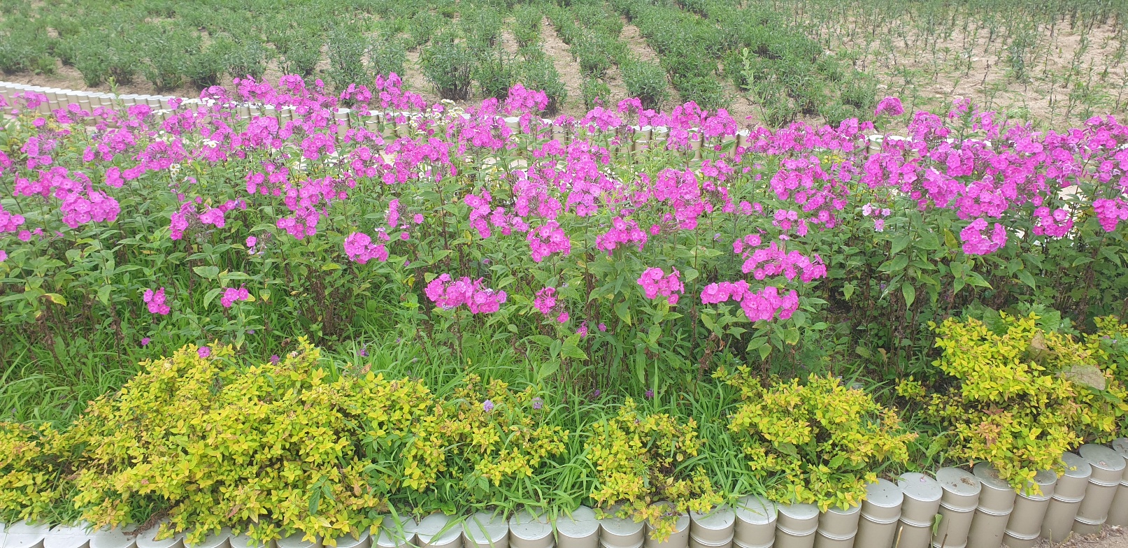 2026 수능 일정표