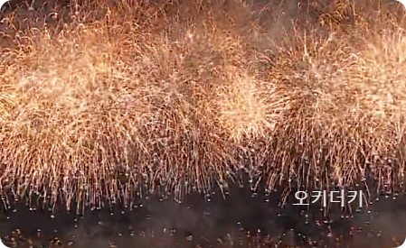 2024 부산 불꽃축제 생중계 일정 명당 