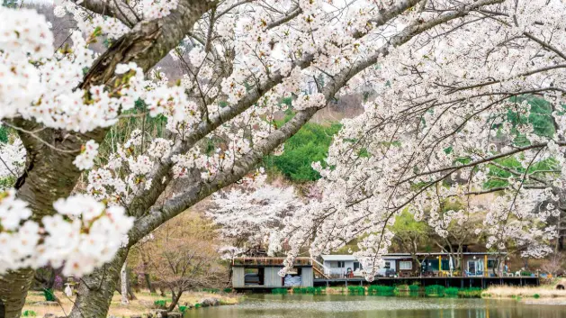 경주벚꽃