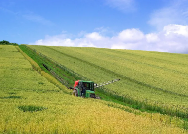 2025 양평 밀축제