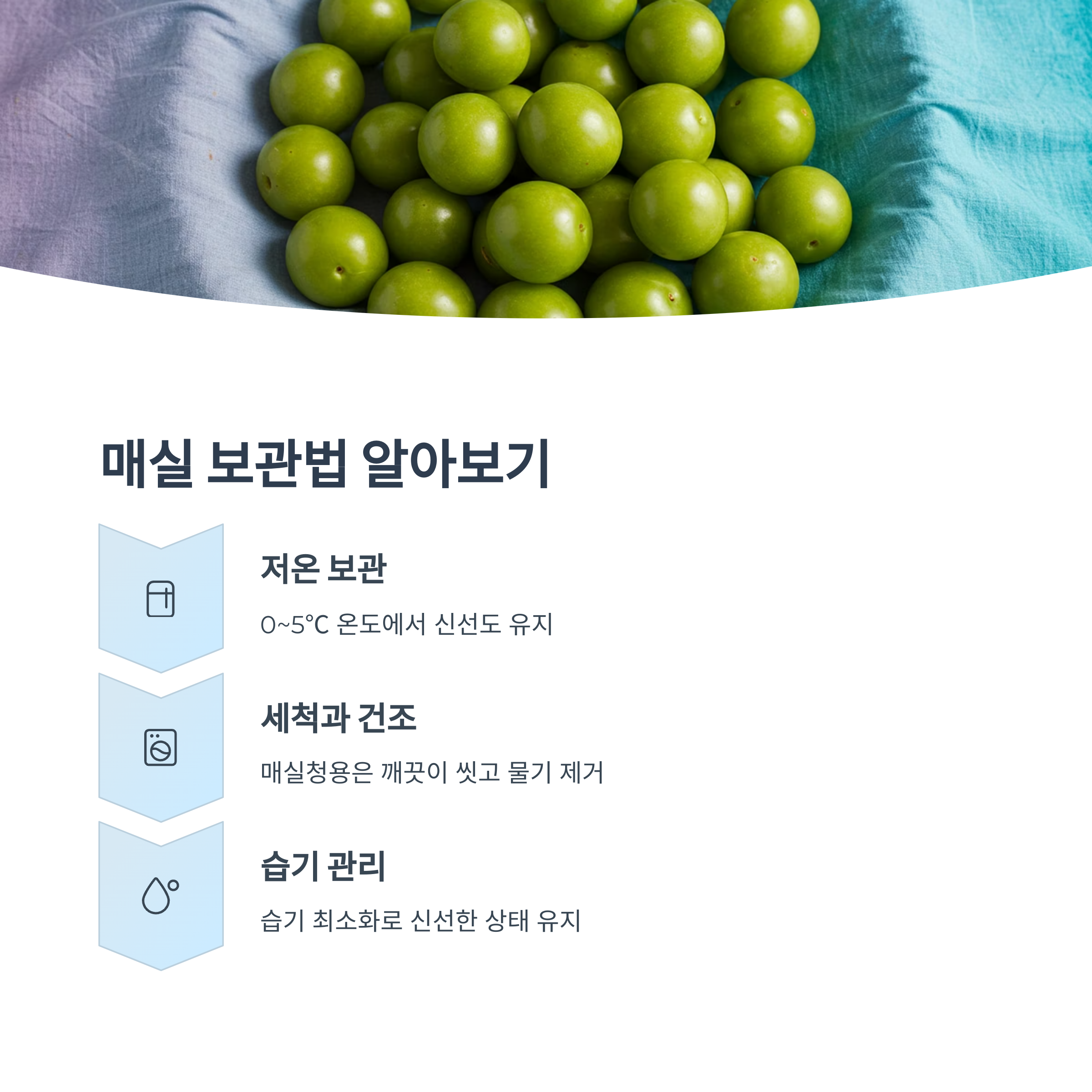 매실 보관 및 숙성 팁