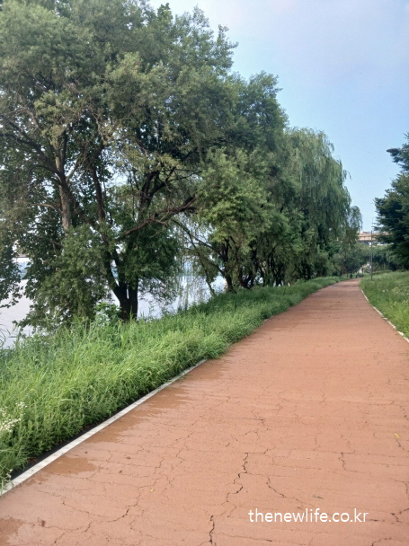 식후 졸린 이유 예방에 도움이 되는 나무가 둘러싼 조용한 흙길 산책로