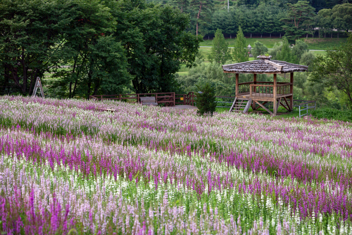 여름꽃 축제 백두대간 봉자 페스티벌