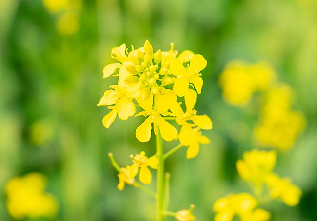 구리 유채꽃 축제