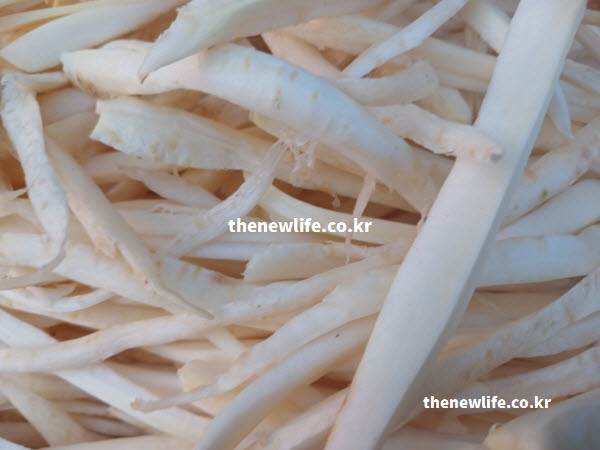 항염증 효과가 있는 도라지 효능 성분 플라티코딘을 품은 뿌리 실물