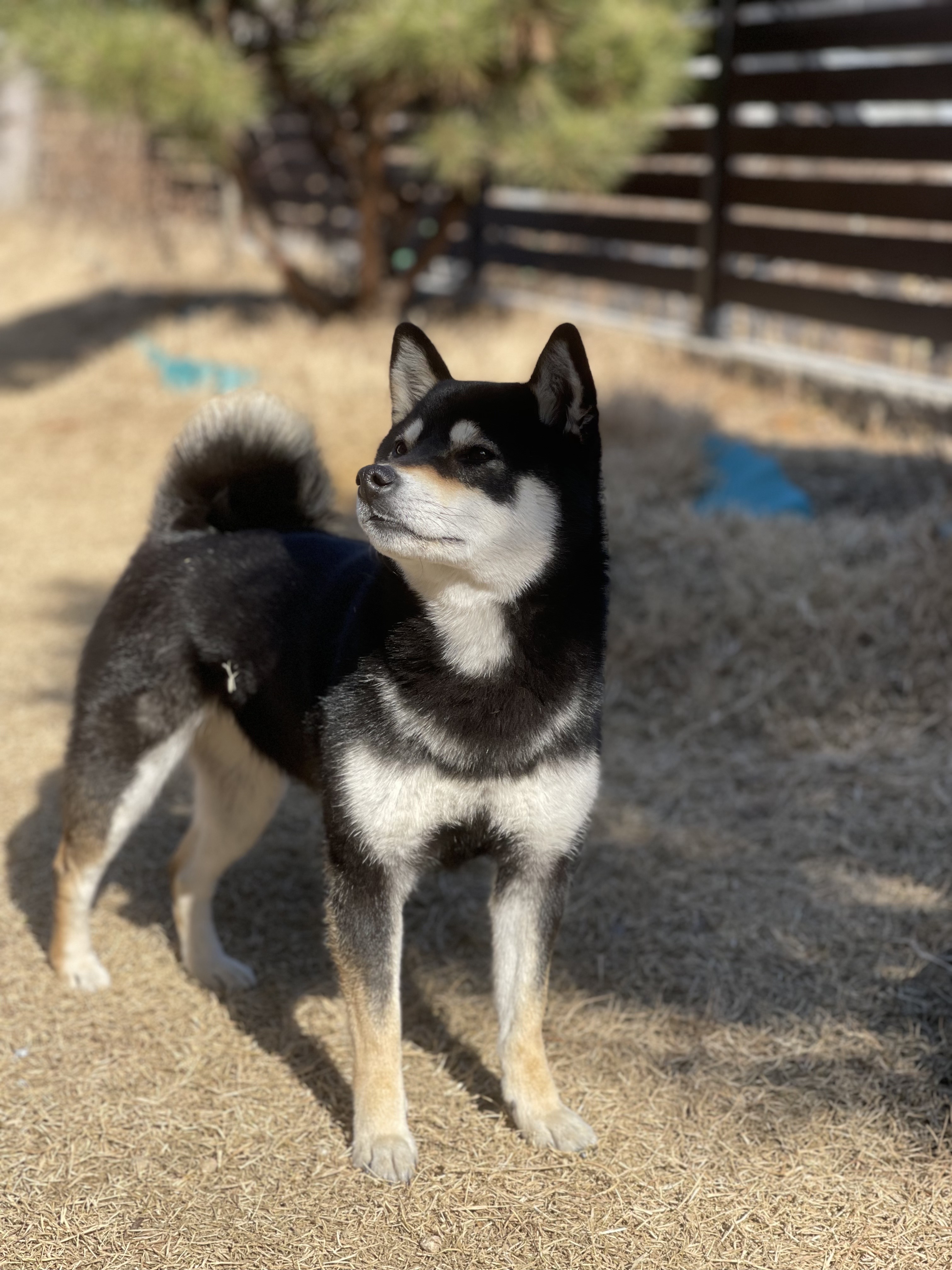 ai 그림 빙(bing) image creator