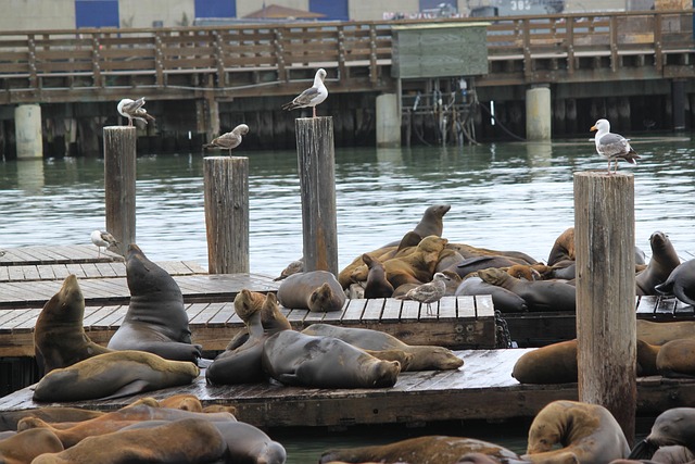 Pier 39