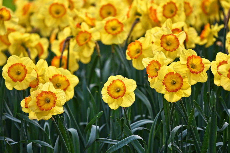 경기도 광주 화담숲 봄 수선화 축제