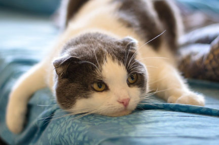 기운이 없어 보이는 수코.