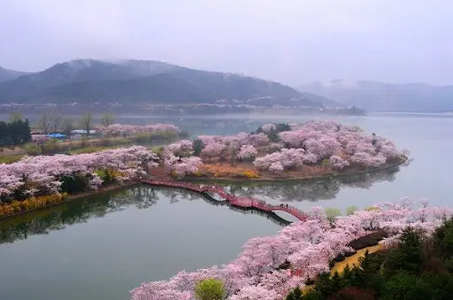 경주 보문호수 벚꽃길