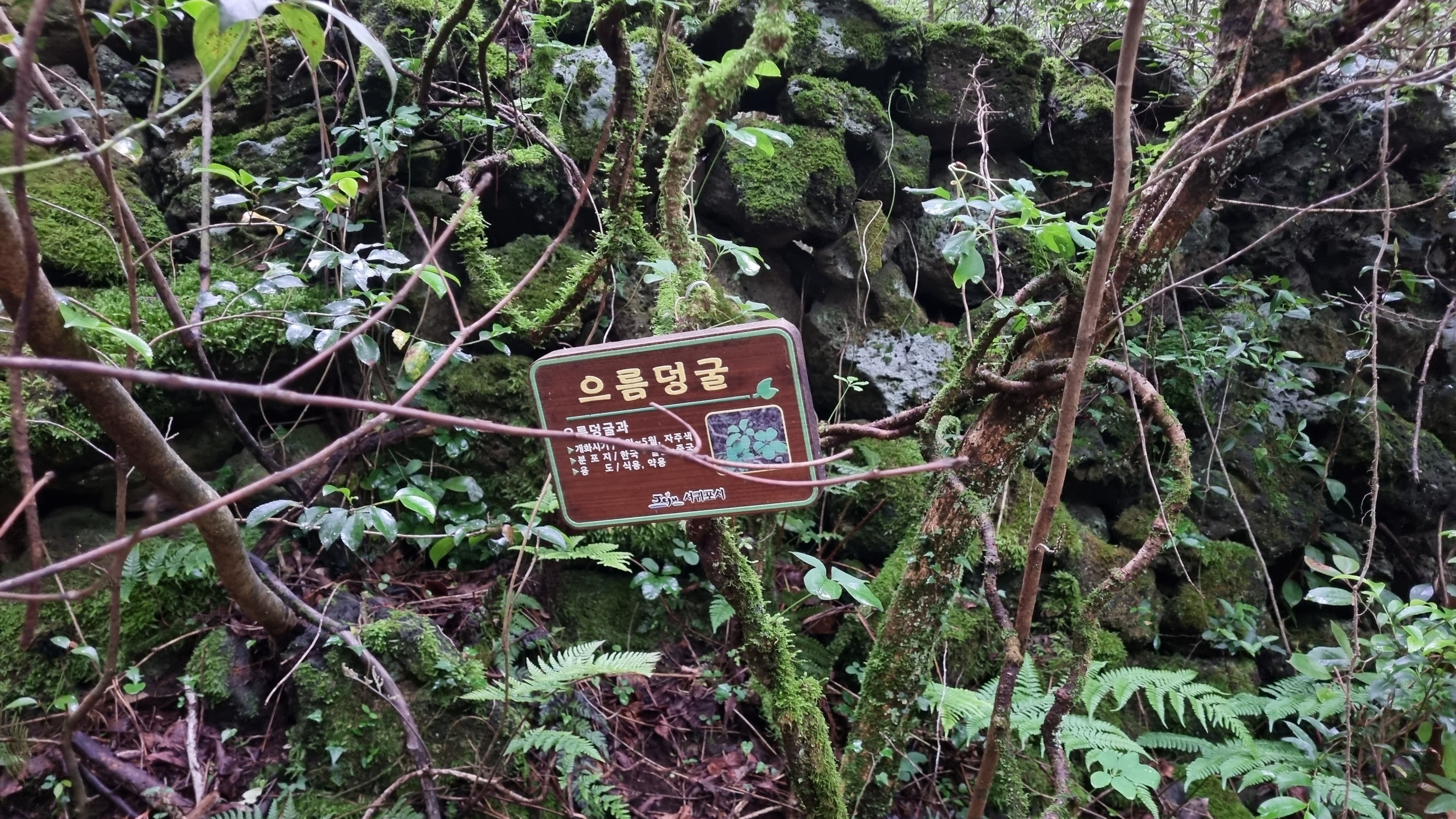 제주 추억의 숲길