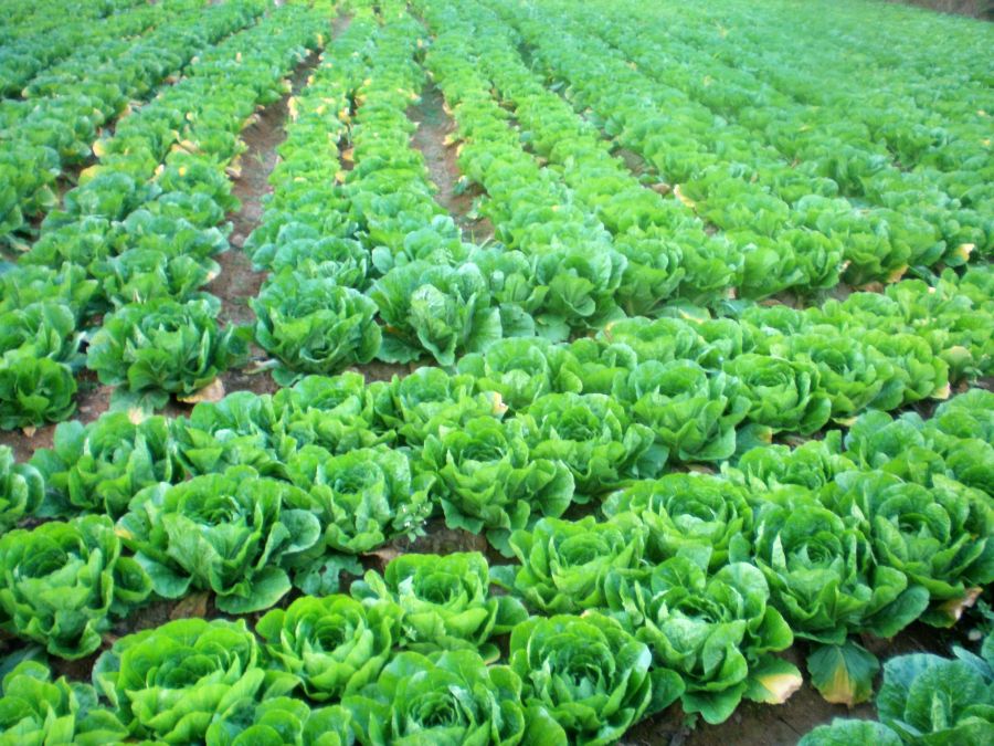 기장군 철마면 이곡마을