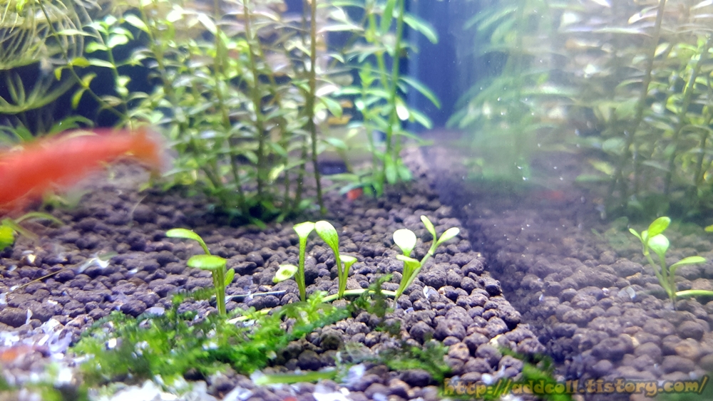 조금 잘라서 심은 글로소스 티그마