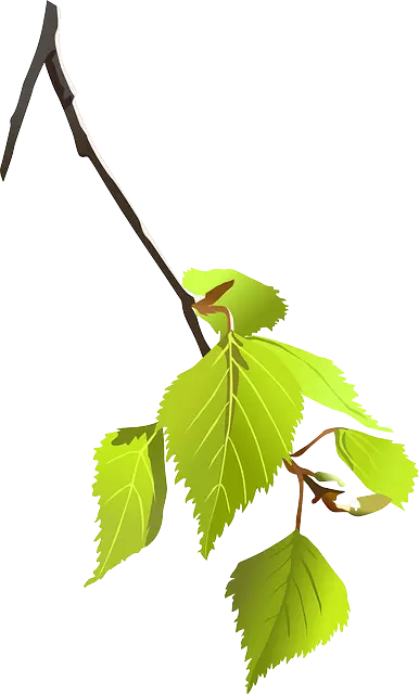 구지뽕의 효능 꾸지뽕 열매의 효능 먹는법