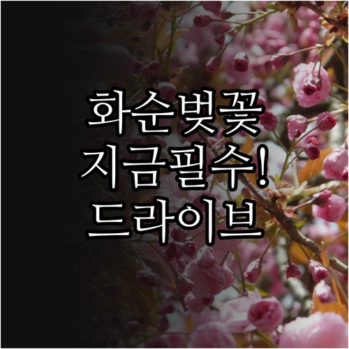 화순 벚꽃 개화 시기 및 세량지 만연..