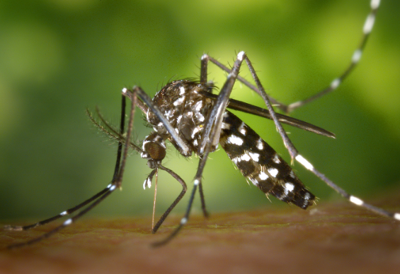이집트숲모기(Aedes aegypti)