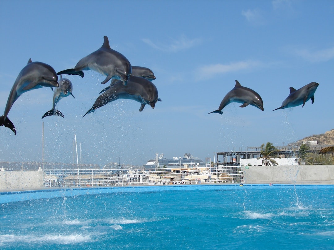 Dolphin