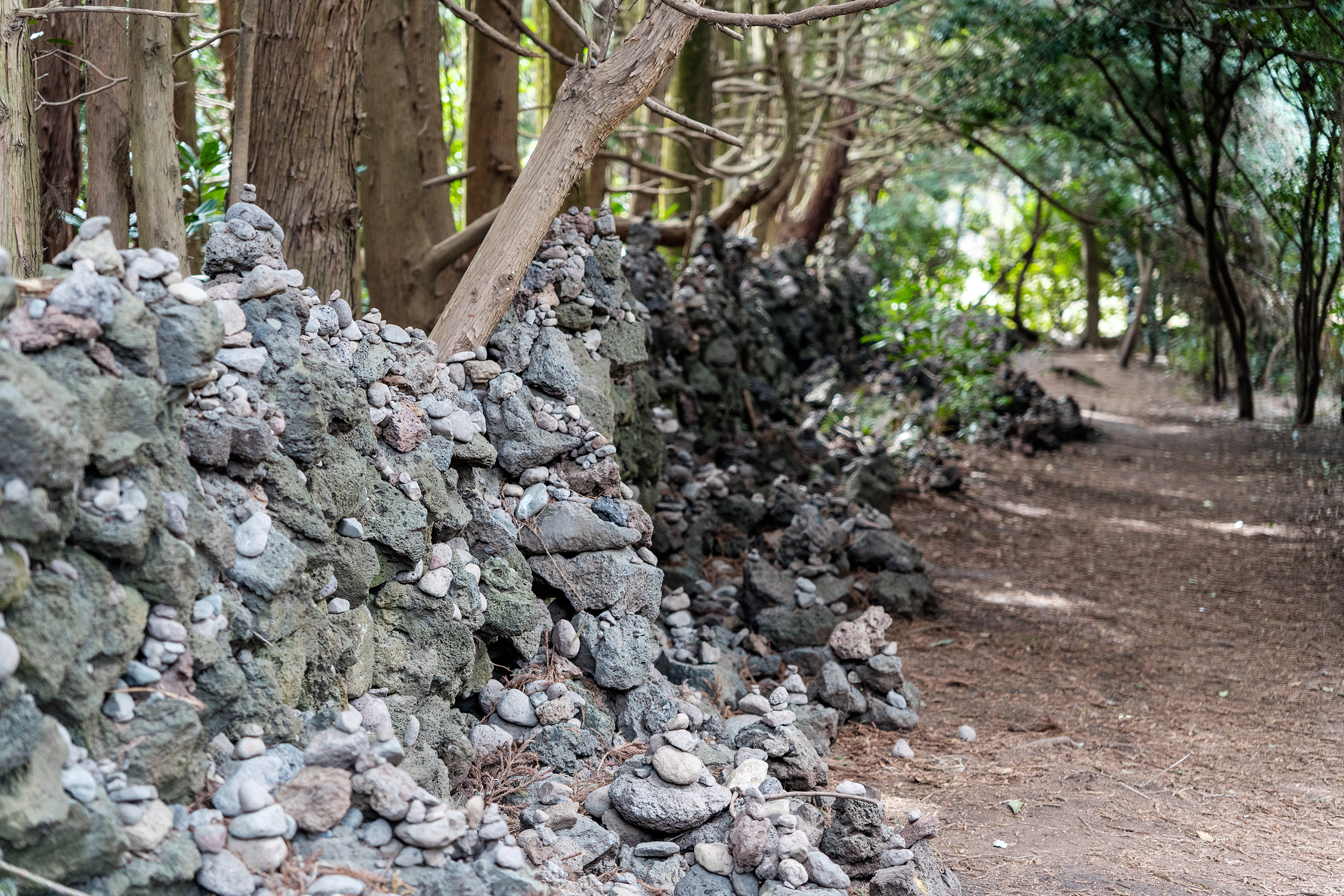 제주도 비밀의 숲 7번 돌담사이 통로
