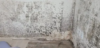 장마철 곰팡이 제거방법 꿀팁 정리 완벽 가이드_11