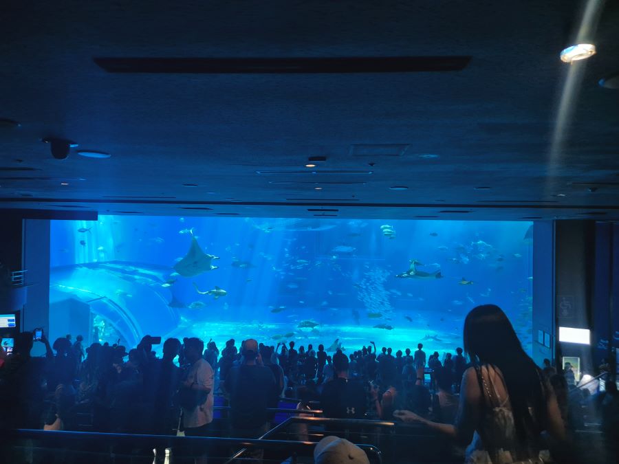 오키나와-여행-츄라우미-수족관