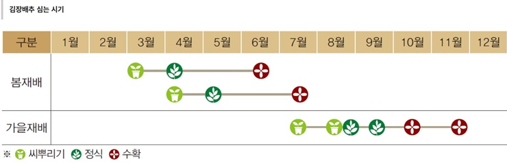 텃밭 "8월, 김장 배추 심으세요!" 올 가을 김장은 지금부터!