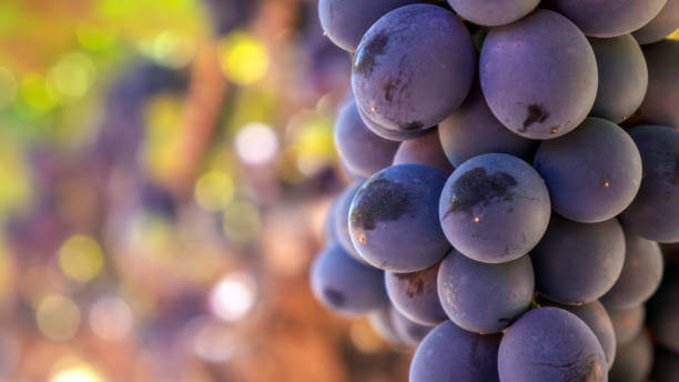 μ§νλΈ(Zinfandel)