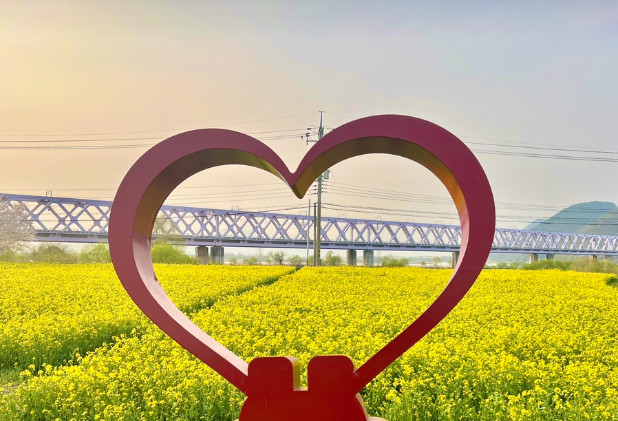 낙동강레일파크 유채꽃