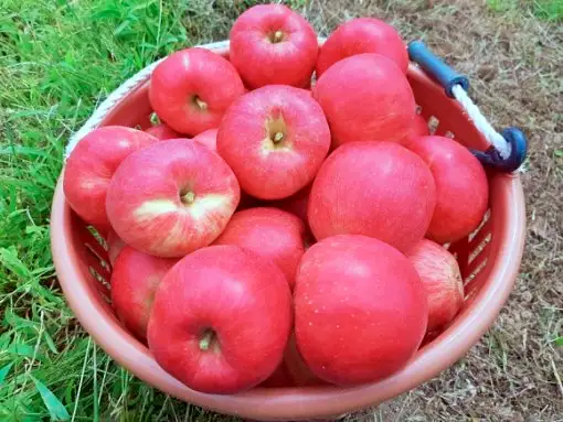  강원 홍천 사과 파는 곳 전국 택배 온라인 전화 주문 추천