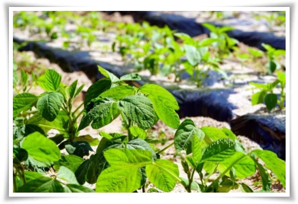 텃밭 &quot;6월, 서리태 심으세요!&quot; 내 손으로 직접 키워보는 검은 보석!