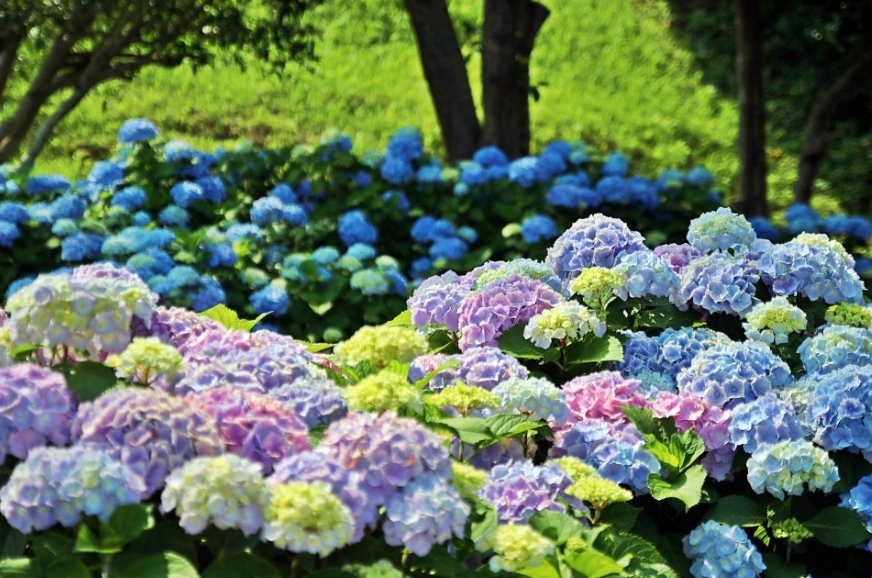 수국 명소 연화도 다음엔 어디? 통영 섬여행 가이드(욕지도, 비진도, 연대도)