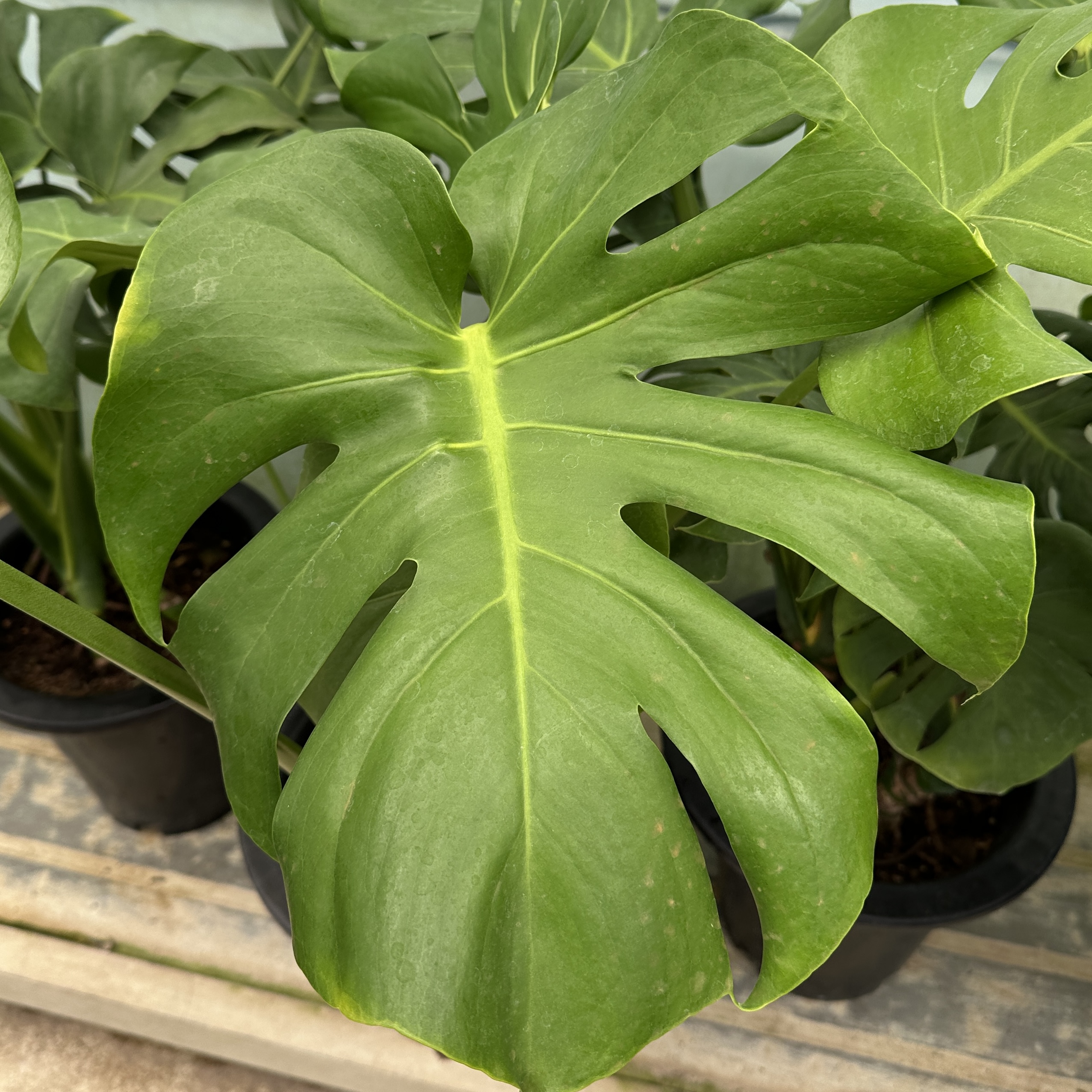 몬스테라 키우기