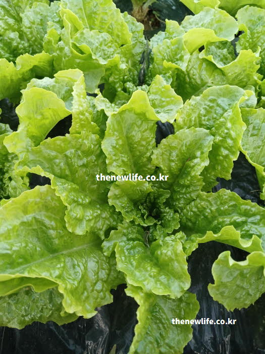 유럽과 서아시아가 원산지이며 차가운 성질로 오장을 편안하게 하는 상추
