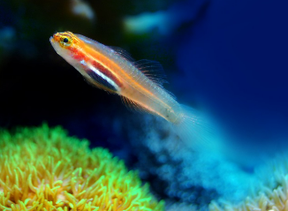 반려 어류 사육 시 꼭 알아야 할 기초지식