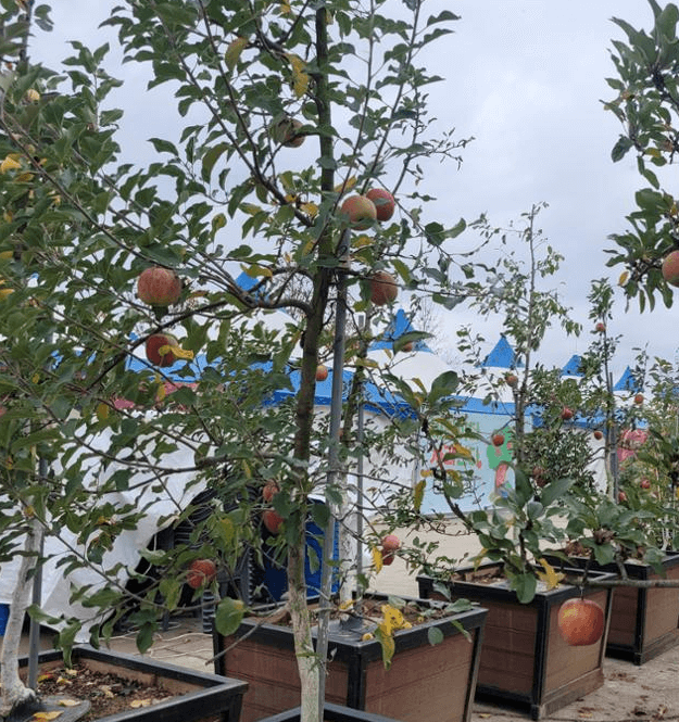 2024 홍천 사과축제 일정 프로그램