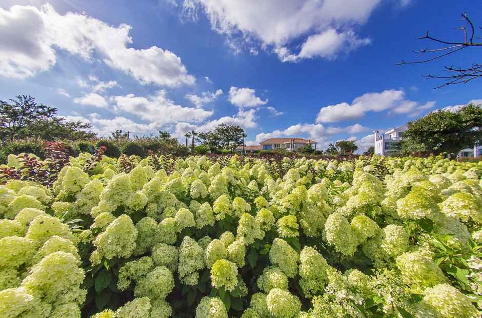 2025 마노르블랑 수국축제 기본정보