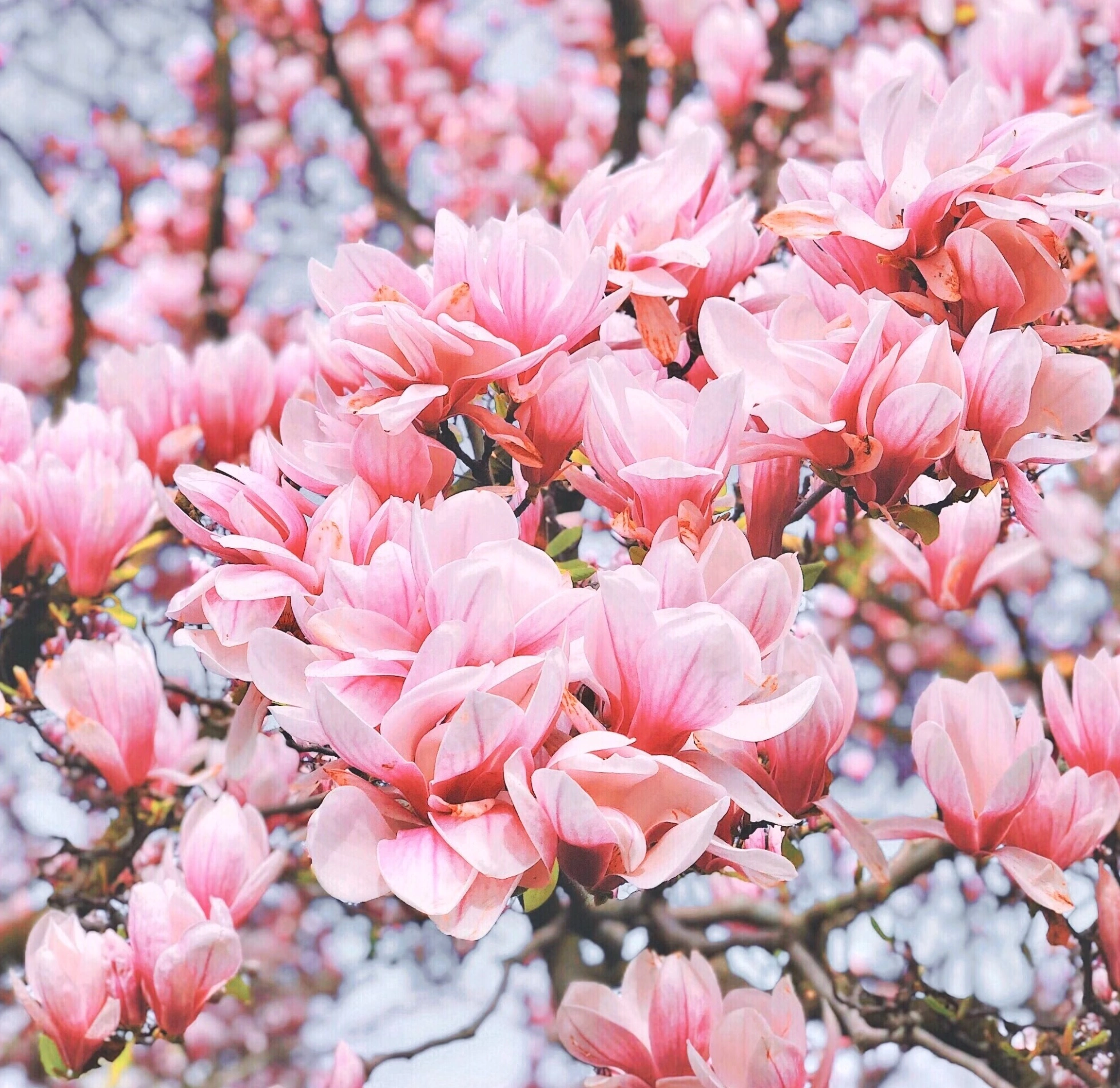 봄꽃 개화순서 2025년