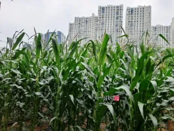 옥수수 파종 시기 심는 시기 재배법_22